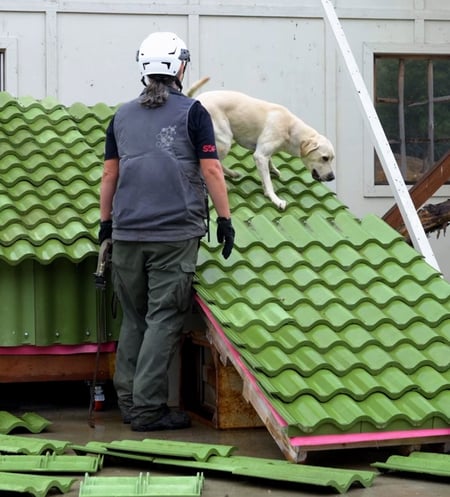 Search Dog Foundation Stage